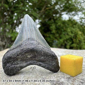 Authentic Carcharodon Megalodon Fossil Shark Tooth - Miocene Era | Florida, USA - Picture 1 of 1
