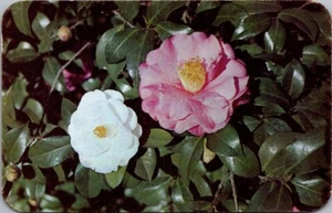 SPECIMEN CAMELLIA BLOOMS Bellingrath Gardens MOBILE, Alabama AL Postcard - Picture 1 of 2