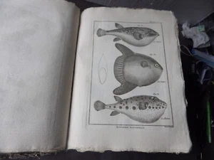 PANCKOUCKE  ICHTCHYOLOGIE POISSONS  GRAVURE ORIGINALE DE  1788    22 X 31 Cms - Imagen 1 de 1