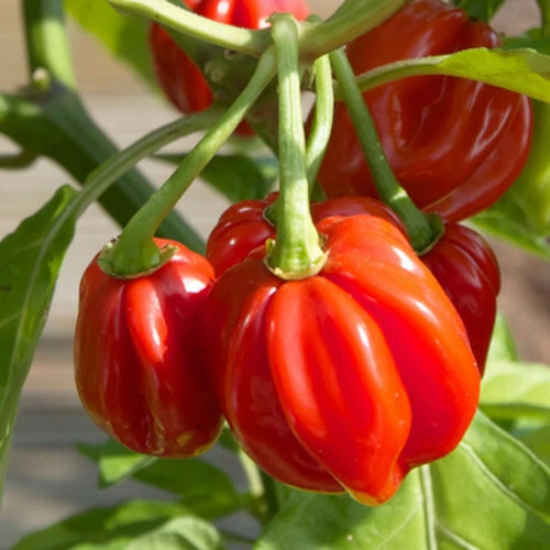 Red Scotch Bonnet Pepper Seeds | 传家宝/非转基因 | 免运费 | 1007 — 第 1/1 张图片