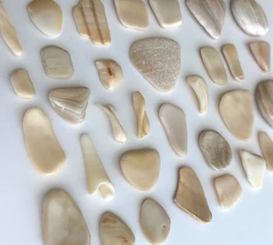 33 Natürliche Muschel Muschel Glatt Muschel Fragmente Strand Schmuck Taxis Perlen Handwerk USA - Bild 1 von 20