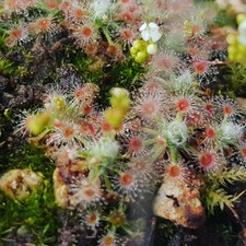 Pianta Carnivora Drosera Oreopodion - spedizione con vaso