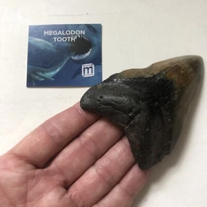 Mini Museum Megladon Zahn 3,5" - Fossil - ausgestorbener Hai - 3,6 Millionen Jahre alt - Pliozän - - Bild 1 von 12