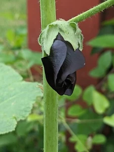 Black Hollyhock Stunning Gothic Hummingbird & Bee Favorite Starter Plant - Picture 1 of 8