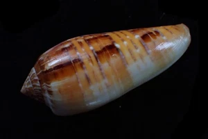 sea shells -conus dusaveli big and nice color 83-m.m. f+++ - Picture 1 of 3