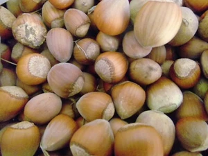 Haselnüsse naturbelassen ERNTE 2024 Preis pro Kilo Eichhörnchen - Bild 1 von 8