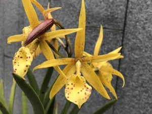 Cattleya Bc Yellow Bird Llive Orchid Plant 2" Pot 3B26 - Picture 1 of 2