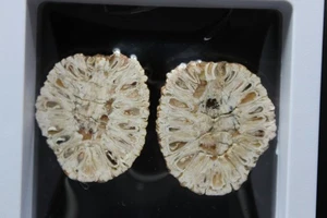 Petrified pine cone baby (Araucaria Mirabilis) - Patagonia, Argentina - Picture 1 of 2