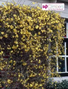 Winterjasmin 70 - 80 cm Jasminum nudiflorum schöner Winterblüher Kletterpflanze - Bild 1 von 2