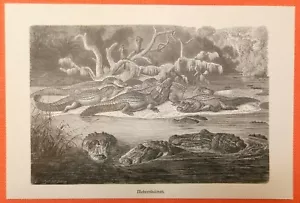 Mohrenkaiman Melanosuchus niger auch Schwarzer Kaiman original Holzstich 1892 - Bild 1 von 1