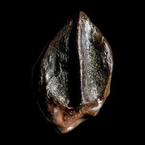 0.6" Triceratops Fossil Tooth Hell Creek FM Cretaceous Dinosaur Montana COA - Picture 1 of 10