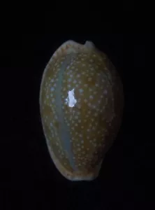 Caracol Cypraea erosa ENANA CON GRAN PATRÓN 21,3mm Gema - Imagen 1 de 3