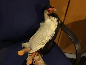 Tierpräparat Fasan ausgestopft - Bild 1 von 3