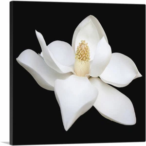 ARTCANVAS Magnolia White Flower Home Decor Square Canvas Art Print - Picture 1 of 11