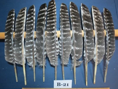 10 Pcs Turkey Feathers, Turkey BIOTS, Wing Feathers, Fly Tying Materials - Image 1 of 4