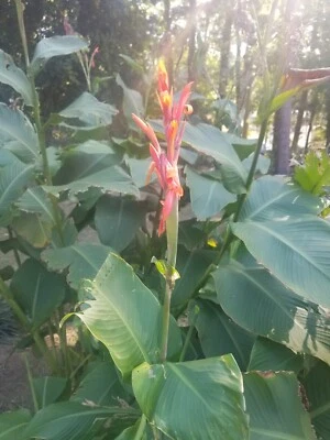 20 ' Canna Altensteinii' 种子/包 — 第 1/2 张图片