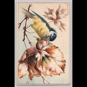 Antigua postal hermosa ilustración de aves Coatesville PA 1909 - Imagen 1 de 3