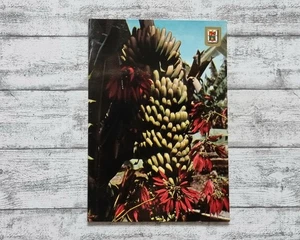 AK Gran Canaria Bananen Blüten Plantains Flowers Retro Natur Reise Postkarte - Picture 1 of 2