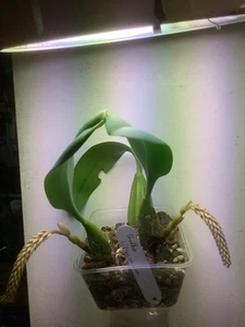 Bulbophyllum Lilacinum ( Flowering Orchid ) - Picture 1 of 1