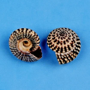 5 Stück Turbo Muscheln Natur Muschel Proben Mini 1-3 cm Zum Selbermachen Basteln Materialien - Bild 1 von 6