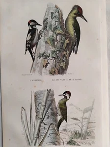 EPEICHE PIC VERT PIC RAYE GRAVURE COULEUR 1848 BUFFON ORNITHOLOGIE B98 - Foto 1 di 2