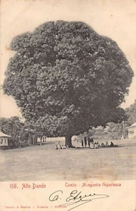 Angola - CAXITO - Giant mango tree - Publ. Osorio & Scabra - Picture 1 of 2