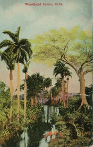 Cuba * Woodland Scene Cuba 1913 * U.S.S. Nebraska Postmark - Picture 1 of 2