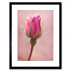 Photo Pink Rose Bud Flower Script Vintage Framed Print 9x7 Inch