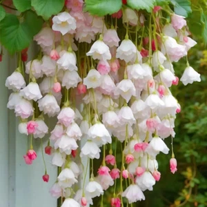 50 Stück Wepping Begonia orange Hängebegonia Begonien Samen Hängebegonia Begonia - Picture 1 of 22