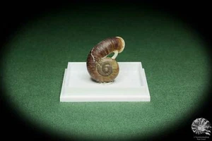 Rhiostoma smithi Südthailand Turmdeckelschnecke rezent Schnecke conch shell Deko - Bild 1 von 6