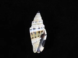 Sea shell Vexillum plicarium 55mm ID#9138 - Picture 1 of 3