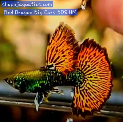 Trio 1M2F - Red Dragon Big Ears BDS HM - Guppy de alta calidad Foto 1 de 2