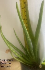 Aloe Vera Plants. Spotted Aloe. Bare Rooted Baby Aloe Plant. Medicinal Healing 