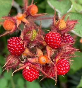 100 Samen der Japanischen Weinbeere (Rubus phoenicolasius), leckere Früchte