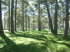 Photo 6x4 Balmoral Estate Ballochbuie Forest Garbh Allt Shiel A typical v c2009