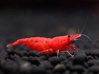 lotto 10x NEOCARIDINE CARIDINA DAVIDI SAKURA PAINTED RED GR. SS +MANGIME - Immagine 1 di 2