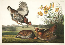 1830 John Audubon - Pinnated Grouse - Tetrao Cupido - Havell Edition Exc