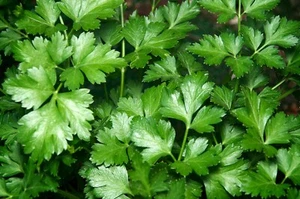 Parsley Seeds - Italian Flat Leaf Plain - Heirloom - QTY: 500 - Picture 1 of 3