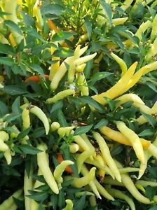 20 Rare Thai White Chili Pepper Seeds, Extremely Hot! Heavy Producer!