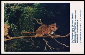 Wild Dormouse Sleeps The Winter Through Nestles Milk Advertisement Postcard - Picture 1 of 3