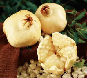 1 Pack 50 White Pomegranate Seeds Punica Granatum Megranate Organic - Picture 1 of 9