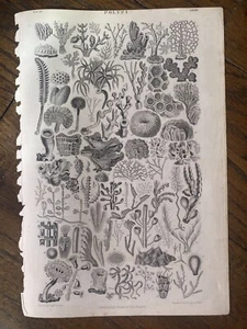 Oliver Goldsmith’s Earth & Animated Nature POLYPI Engraving Of Sea Life - Bild 1 von 5