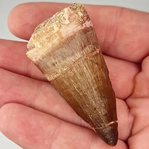 Thalassotitan atrox 2.23" Mosasaur Tooth Fossil - Mid-Marginal - Morocco - Picture 1 of 7