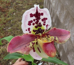 Paphiopedilum „Amerikanische Hybride“ Frauenschuh Nr 6 25.2. / letztes Exemplar - Bild 1 von 4