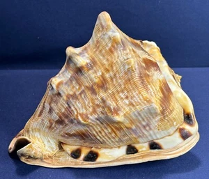 KING HELMET STRIPED CONCH SHELL - 7” LONG - BEIGE/BROWN PATTERN - BEAUTIFUL! - Picture 1 of 12