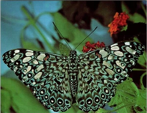 Postal vintage Trinidad Hamadyas Feronia o galleta mariposa - Imagen 1 de 2