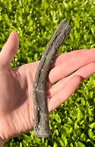 Tylosaurus Mosasaur Rib Fossil BIG 6.4” Ozan Fm Cretaceous Dinosaur Bones - Picture 1 of 6