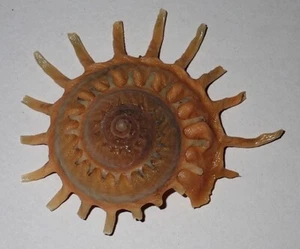 90mm TOLLES MUSTER Stellaria Solaris Carrier Muschel #AK2 Surin Insel Phuket - Bild 1 von 2