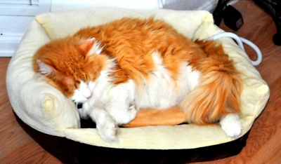 Pet-ZZZ-Pad Heating Pad for Pets - Regular Pad - Image 1 of 4