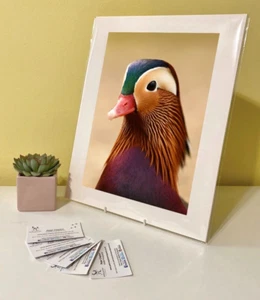 Kunstdruck Bild Foto Fotografie - Mandarine Ente Vogel Tier | Tierwelt - Bild 1 von 4